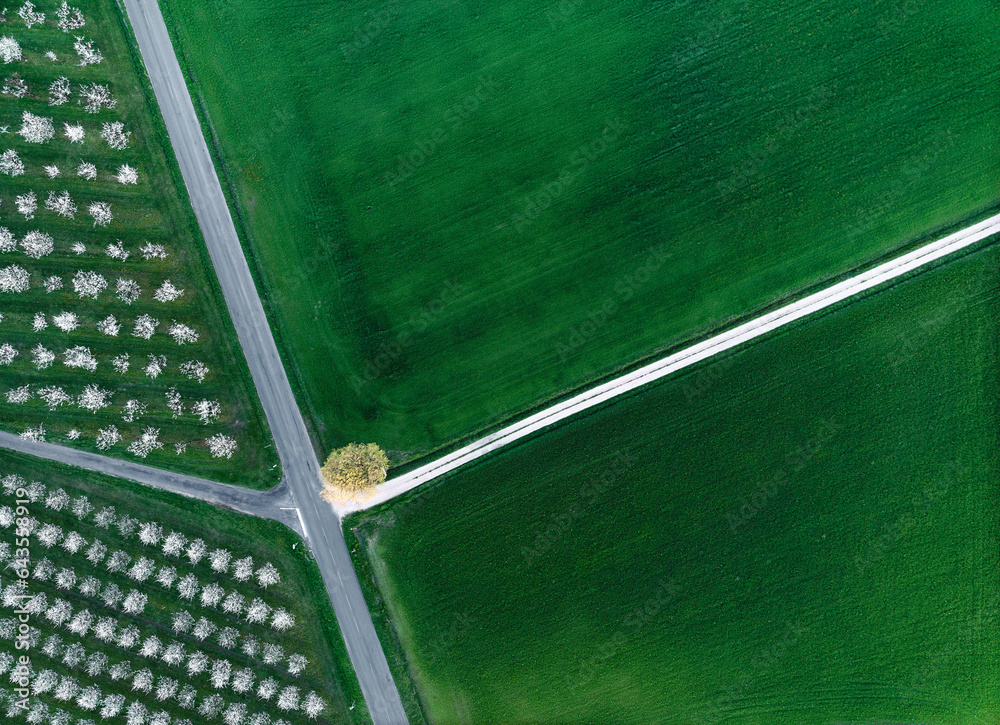 Plum tree fields vertical drone view