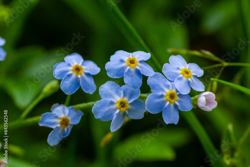 Blue little forget me not flowers on a green background on a sunny day in springtime macro photography. Blooming Myosotis wildflowers with blue petals on a summer day close-up photo