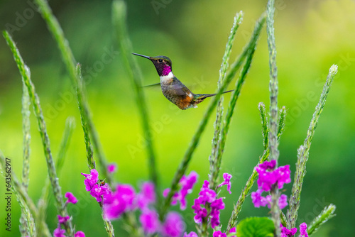 Hummingbird © bluegaffer