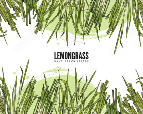 Lemongrass hand drawn vector design label with logo, color sketch stems of lemongrass leaves on green watercolor spot