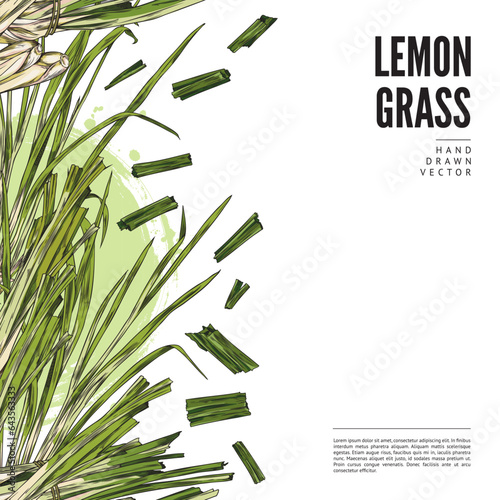Lemongrass hand drawn vector design label, logo, color sketch stems of lemongrass leaves and pieces on green watercolor