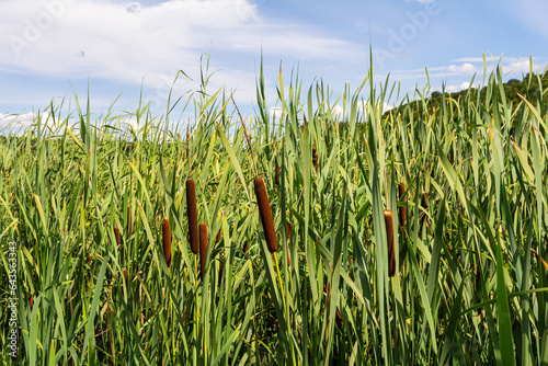 typha wildplant at pond, Sunny summer day. Typha angustifolia or cattail photo