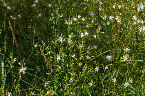 Fragile white and yellow flowers of Anthericum ramosum, star-shaped, growing in a meadow in the wild, blurred green background, warm colors, bright and sunny summer day