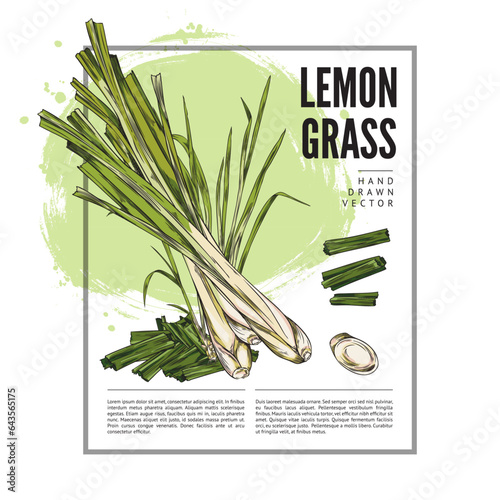 Lemongrass card or food label template in engraving sketch vector illustration.