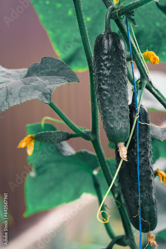 Fresh Green cucumbers in a garden