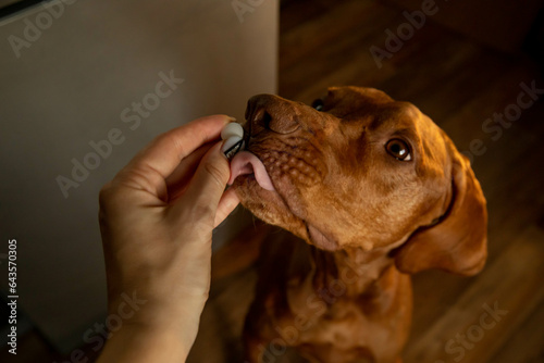 Pill for dog in the hands of the owner or veterinarian