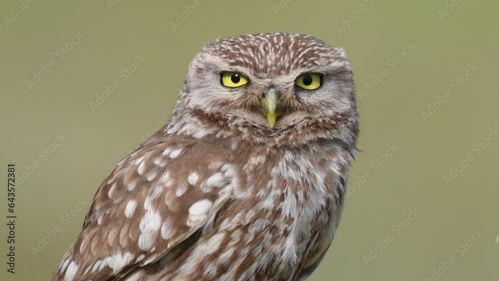 Little owl Athene noctua on a beautiful green background. Very close. Little owl Athene noctua on a beautiful green background. Very close.