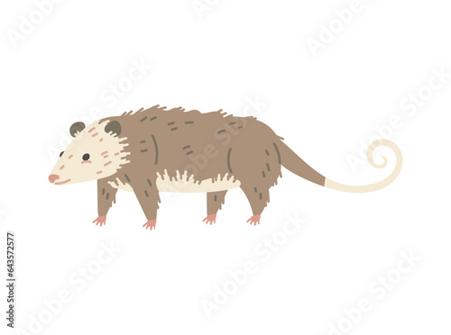 North American opossum wild animal character flat vector illustration isolated.