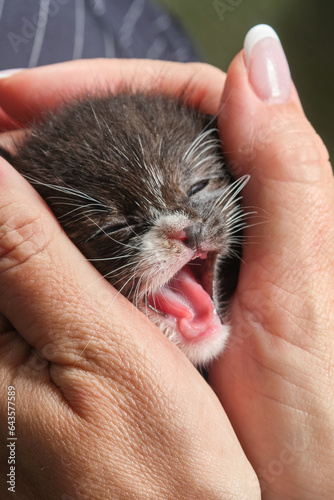 Portrait of newborn kittens in a woman's arms. Female hands holding newborn kitten muzzle. Shallow depth of field. Close up