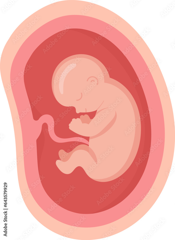6 Month Human Embryo Inside Womb 6 Month Human Embryo Inside Womb