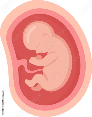 7 Month Human Embryo Inside Womb