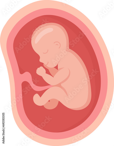8 Month Human Embryo Inside Womb