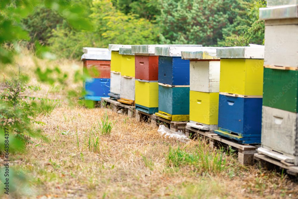 Beekeeping. Multi-colored hives with bees. Ecological apiary in Croatia. Beekeeping. Multi-colored hives with bees. Ecological apiary in Croatia.