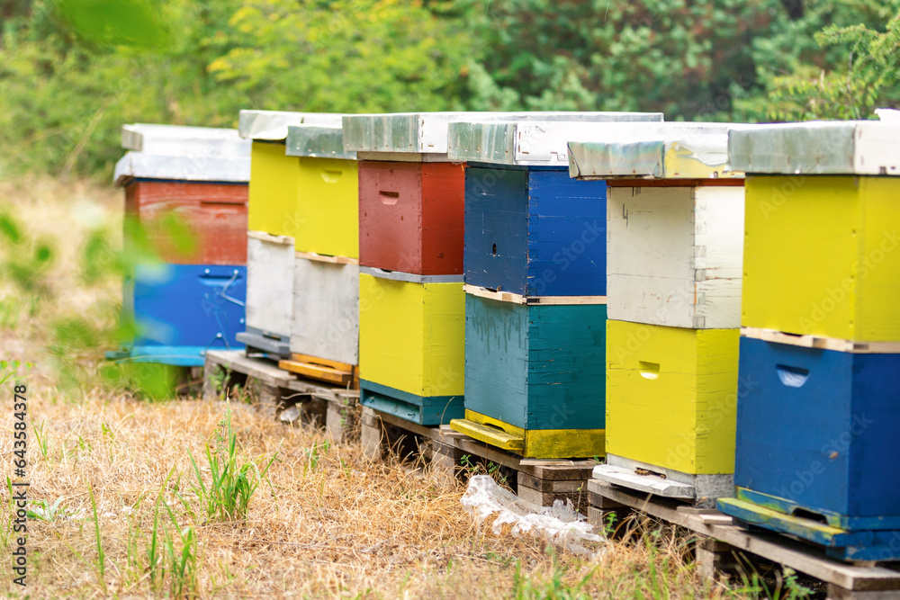 Beekeeping. Multi-colored hives with bees. Ecological apiary in Croatia. Beekeeping. Multi-colored hives with bees. Ecological apiary in Croatia.
