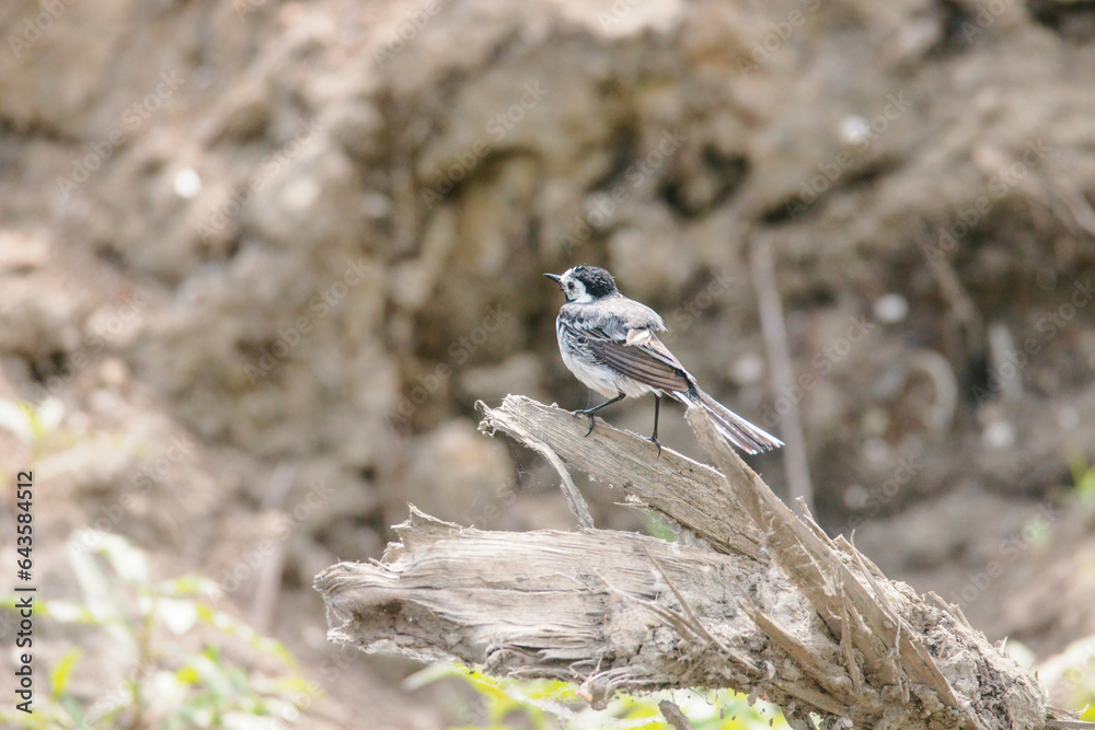 Birds at risk of extinction. Reduce carbon footprint, preserving earth