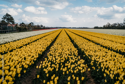 Tulip fields in Lisse  Netherlands