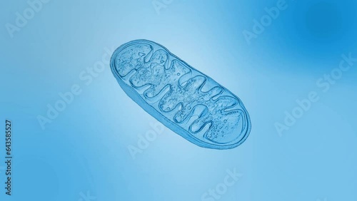 Mitochondria animation, cellular organelles, produce energy, Cell energy and Cellular respiration, DNA, 3D rendering animation
