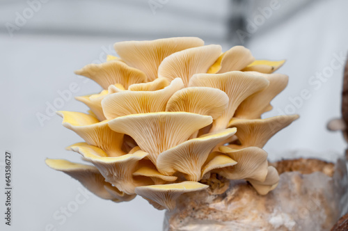 Enchanting Explorations: The Captivating Realm of Mushrooms