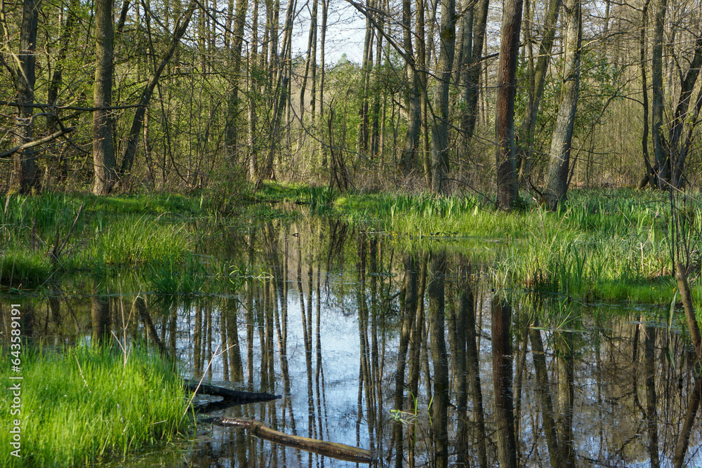 lake in the forest