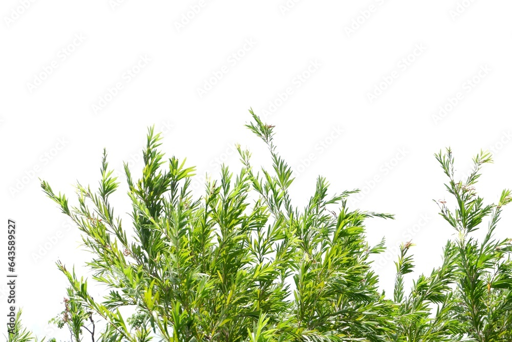 A plant with leaves branches on white isolated background for green foliage backdrop 