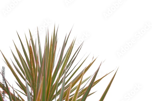 Tropical palm leaves on white isolated background with copy space for background backdrop