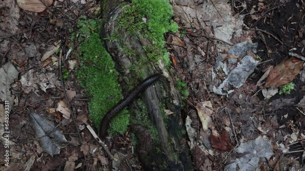 Crawling of dark brown worm on patch of moss in a forest Crawling of dark brown worm on patch of moss in a forest