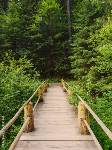forest trail through wooden bridge in beautiful woodland scenery. nature background in summer
