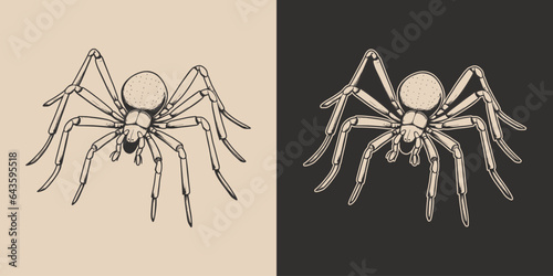 Vintage retro Halloween spider insect. Monochrome Graphic Art. Vector. Hand drawn element in engraving. style