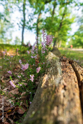 Blooming heather near a tree trunk