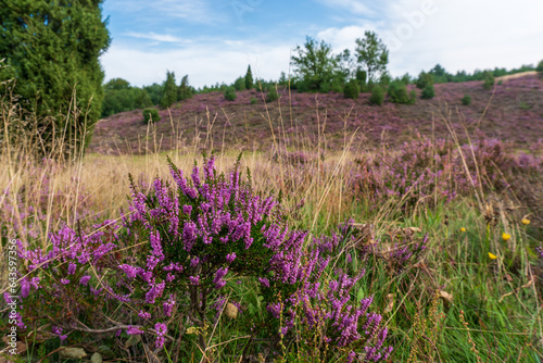 Blooming heather in a typical landscape of Luneburg Heath