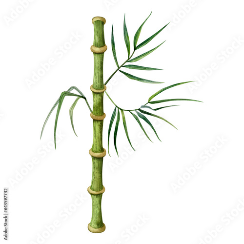 Bamboo stem with branches and green leaves watercolor illustration isolated on white background. Tropical nature hand drawn realistic clipart