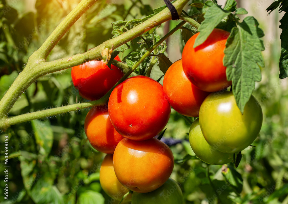 Ripening branch of red and green tomato. Juicy vegetables. Agriculture, growing vegetables on the ground. Close-up. Solar