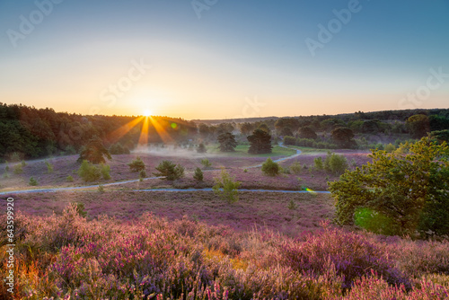 Spectacular golden sunrise with rays of sun over the blooming heather, which turned into field with a purple colour with some thin layers of fog.
