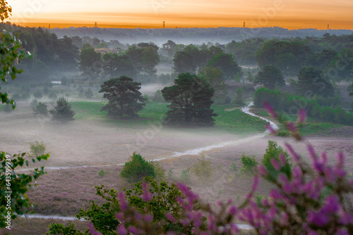 Spectacular golden sunrise with rays of sun over the blooming heather, which turned into field with a purple colour with some thin layers of fog.