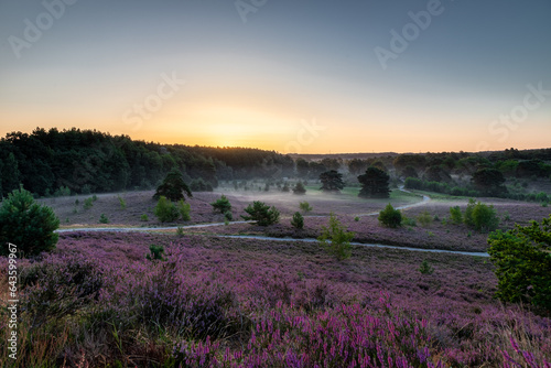 Spectacular golden sunrise with rays of sun over the blooming heather, which turned into field with a purple colour with some thin layers of fog. photo
