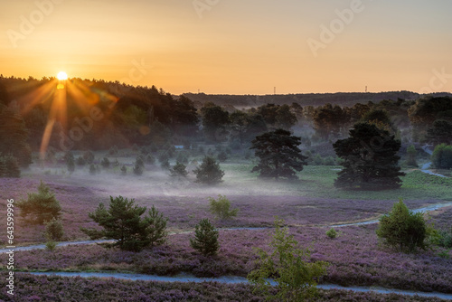 Spectacular golden sunrise with rays of sun over the blooming heather, which turned into field with a purple colour with some thin layers of fog.