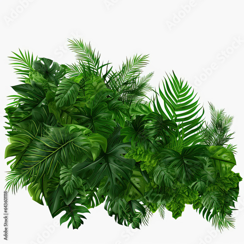 tropical leaves and Fern plant hedge isolated on a transparent background. Lush green leaves bush. 