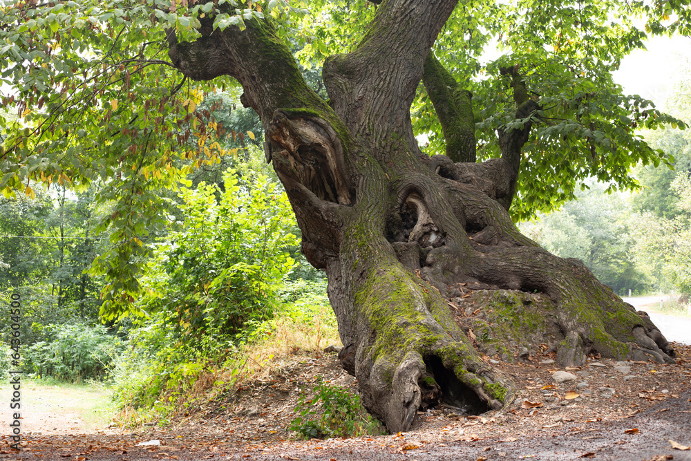  a tree with a trunk that has been split open