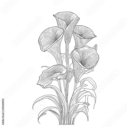 Calla lilies bouquet hand drawn sketch in doodle style illustration