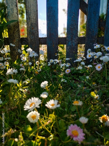 chamomile is a small white medicinal flower growing along a fence in a quiet village Belarus 2023