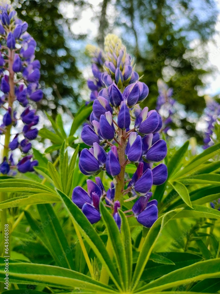 Obraz premium Purple Lupine flowers, wild flowers growing by the road