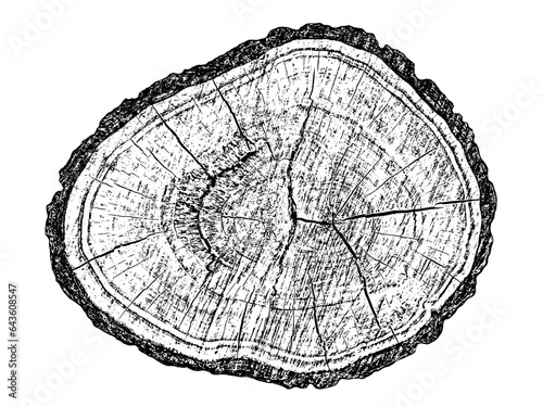 Wood texture cross section of tree rings. Cut slice of wooden stump isolated on white. Textured surface with rings and cracks. Black background made of hardwood from the forest. Vector illustration.