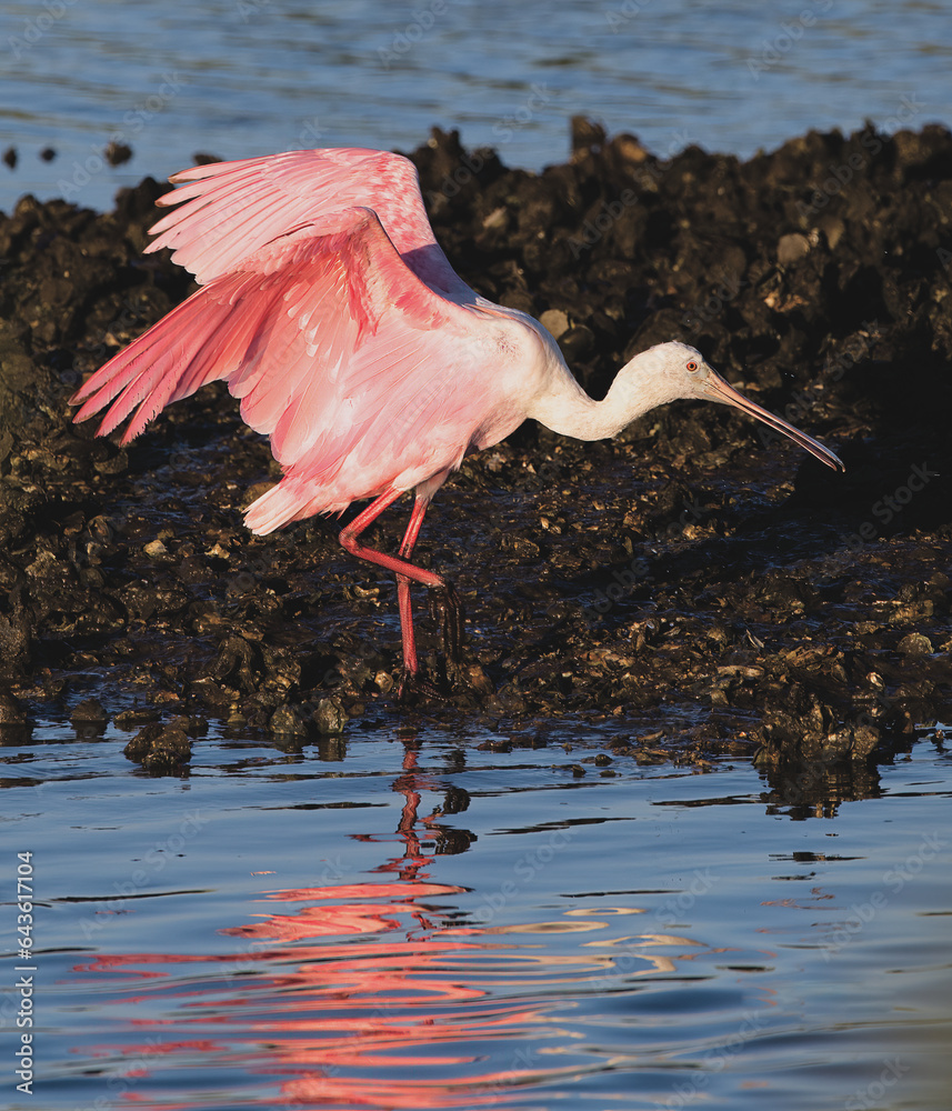 roseate spoonbill - Platalea ajaja - is a gregarious wading bird of the ...