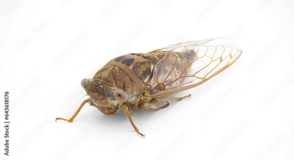 Very large Resonant Cicada or Southern pine barrens cicada fly - Megatibicen resonans - a loud insect at the end of summer in southeastern United States. isolated on white background front face view Very large Resonant Cicada or Southern pine barrens cicada fly - Megatibicen resonans - a loud insect at the end of summer in southeastern United States. isolated on white background front face view