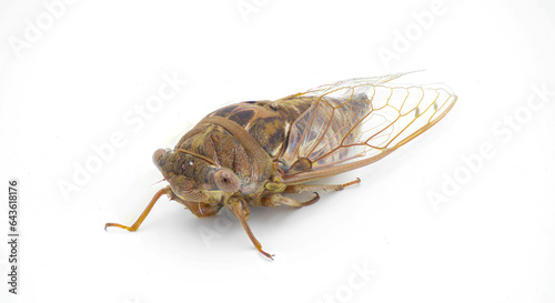 Very large Resonant Cicada or Southern pine barrens cicada fly - Megatibicen resonans - a loud insect at the end of summer in southeastern United States. isolated on white background front face view © Chase D’Animulls