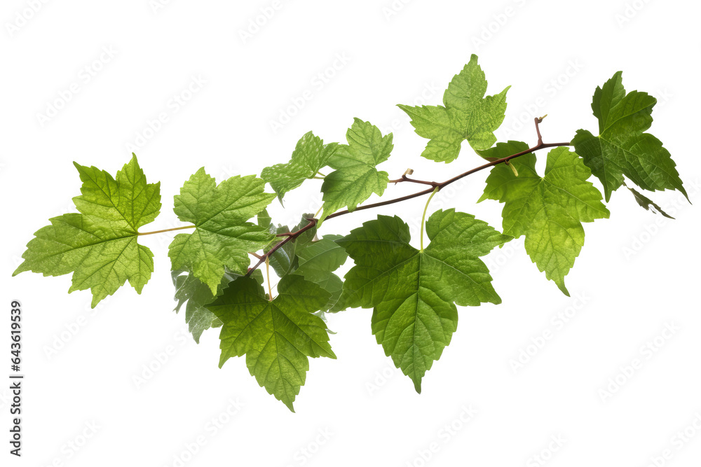 Wild grape vine leaves with green colors isolated on transparent background - PNG with high resolution - obrazy, fototapety, plakaty 