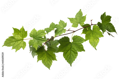 Wild grape vine leaves with green colors isolated on transparent background - PNG with high resolution