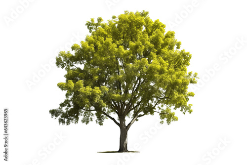 Basswood tree with heart-shaped leaves and fragrant flowers isolated on transparent background