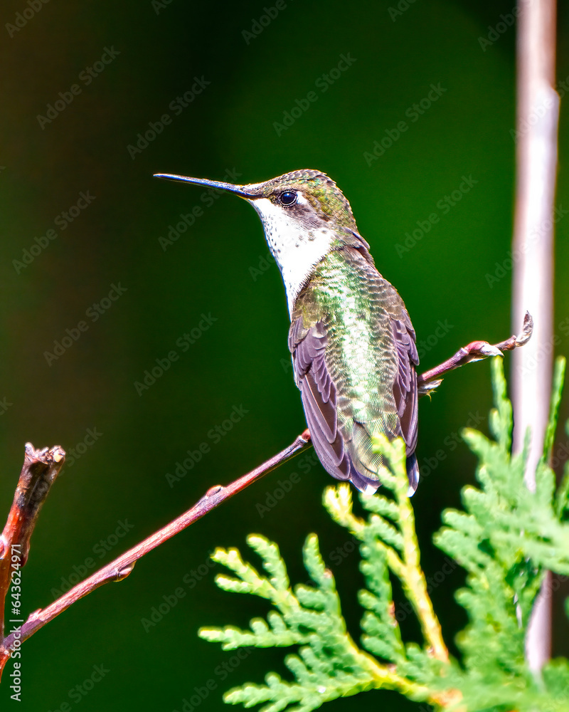 Fototapeta premium Hummingbird Photo and Image. Close-up rear view perched on a branch displaying beautiful metallic green colour feather plumage, long beak, eye with a green background in its environment.
