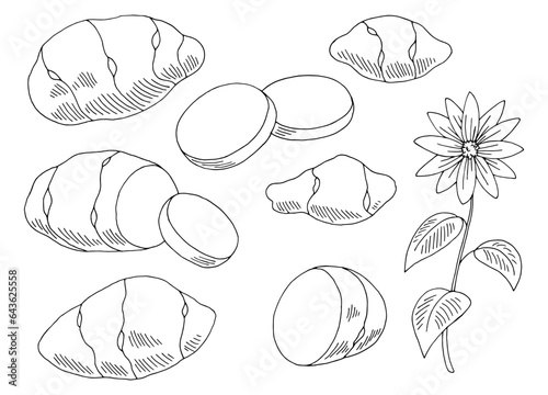 Jerusalem artichoke graphic black white isolated sketch illustration vector